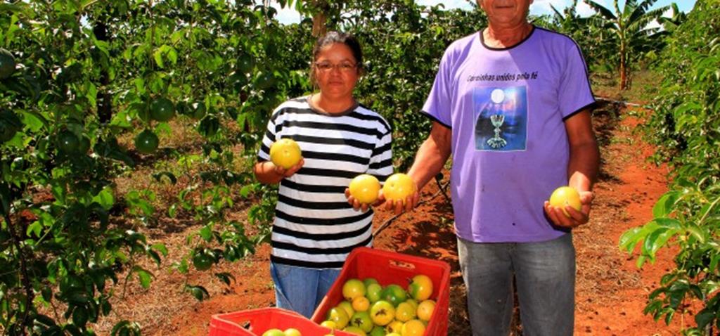 Olericultura começa a ganhar espaço no Dom Osório