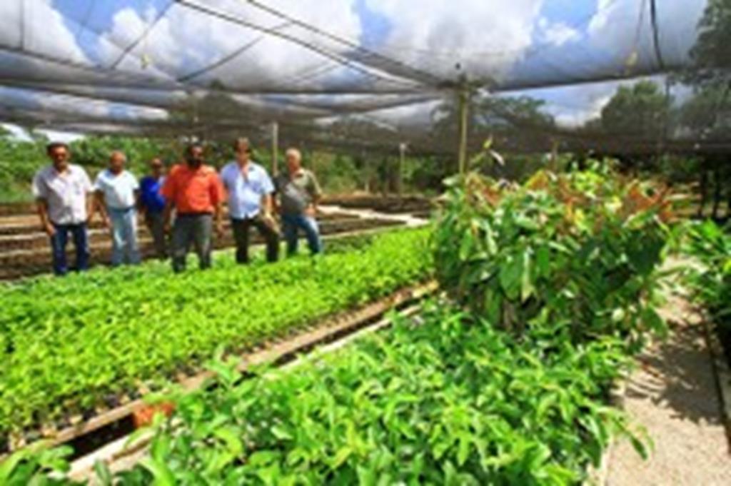 Prefeitura adquire mudas para fortalecer a fruticultura no município