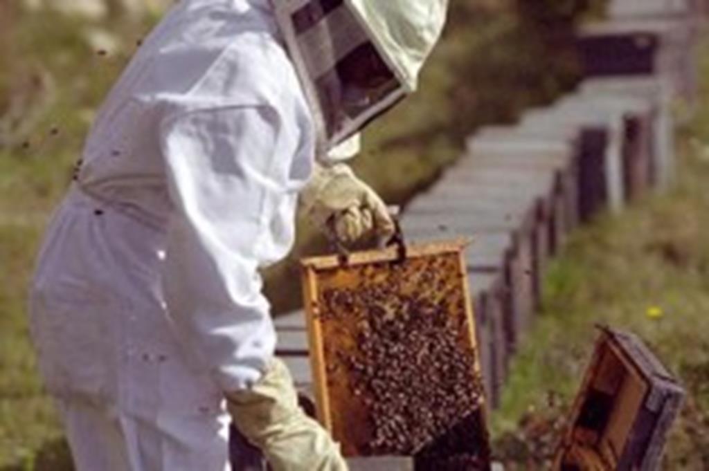 CIDESASUL ofertará treinamento em apicultura em Campo Verde