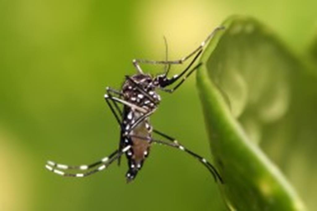 Saúde faz mobilização contra a dengue nesta quinta-feira