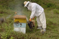 SEDAM/CV incentiva apicultura no município
