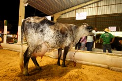 Torneio mostra força da pecuária leiteira em Campo Verde