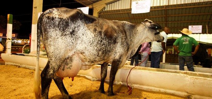 Torneio mostra força da pecuária leiteira em Campo Verde