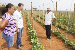 Produtores do Dom Ozório investem no cultivo de pepino para conserva