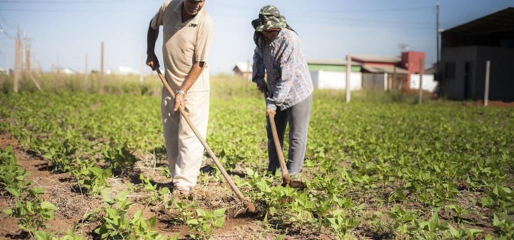 Agricultor aposentado dá exemplo de como manter terrenos limpos e ainda economiza