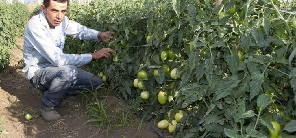 Técnico agrícola troca a Bahia por Campo Verde e aposta na produção de tomates