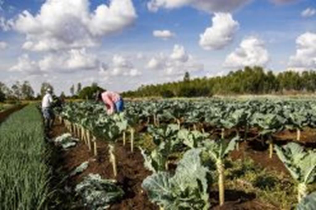 IFMT lança edital para compra de alimentos da agricultura familiar