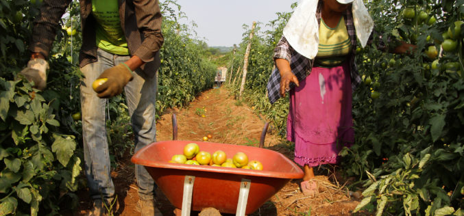 Agricultura familiar desenvolvida em Campo Verde é considerada modelo