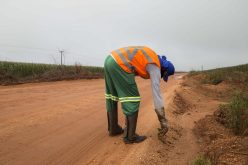 Secretaria de Agricultura de Campo Verde começa a erradicar plantas guaxas em margens de rodovias